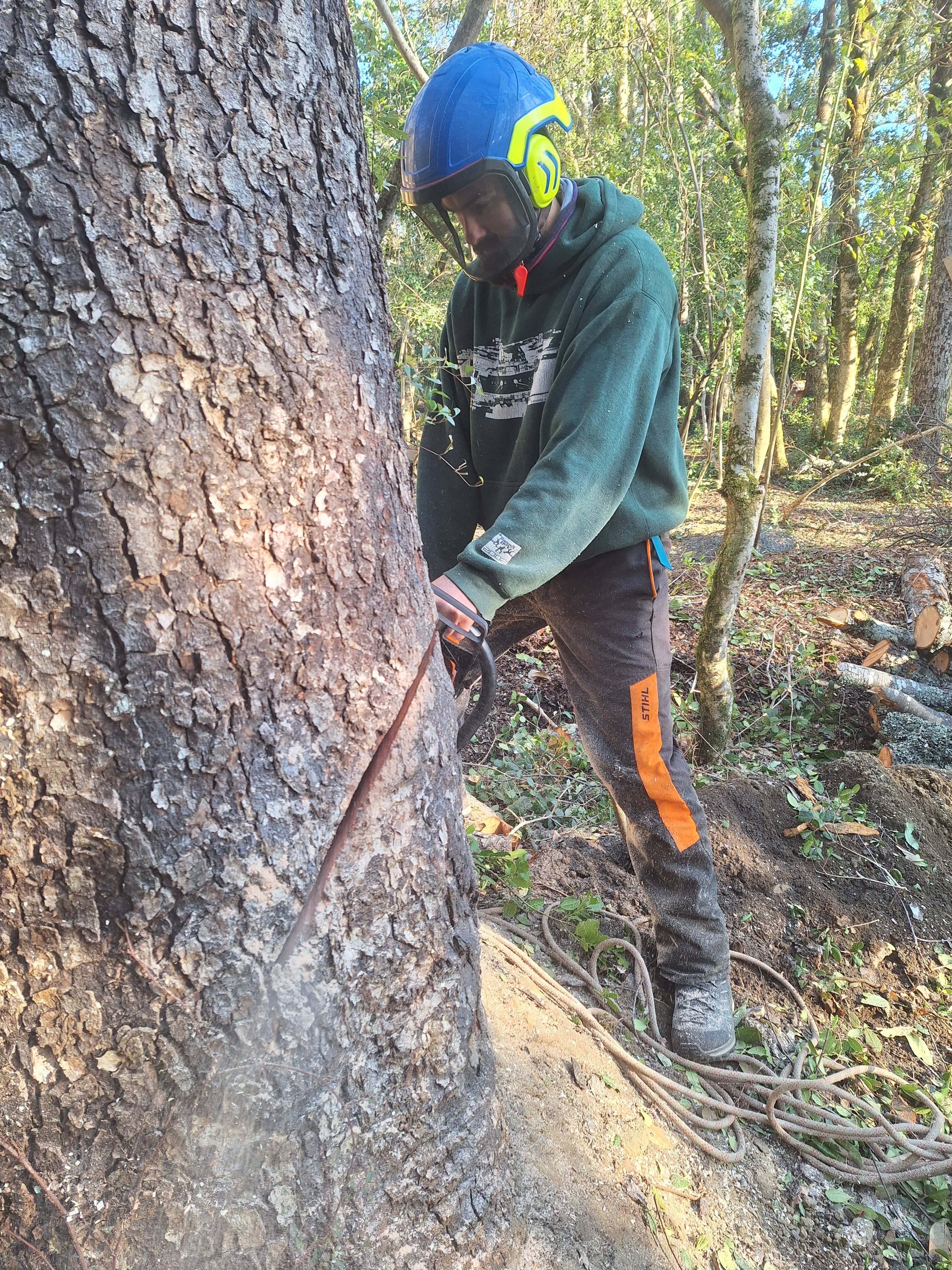 Arborista con casco y motosierra cortando la base de un árbol en el bosque