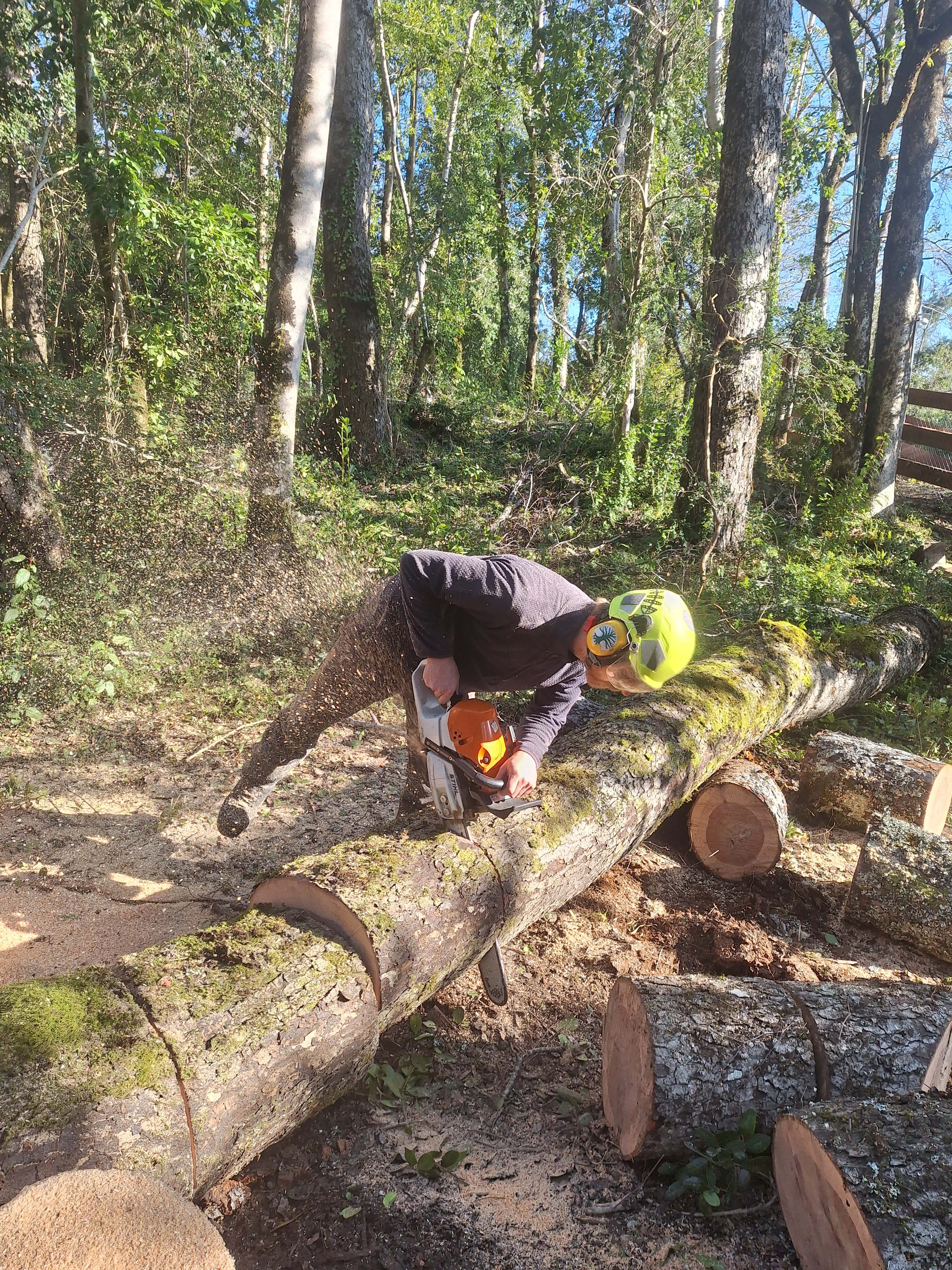 Arborista con casco trozando troncos caídos con motosierra en el bosque