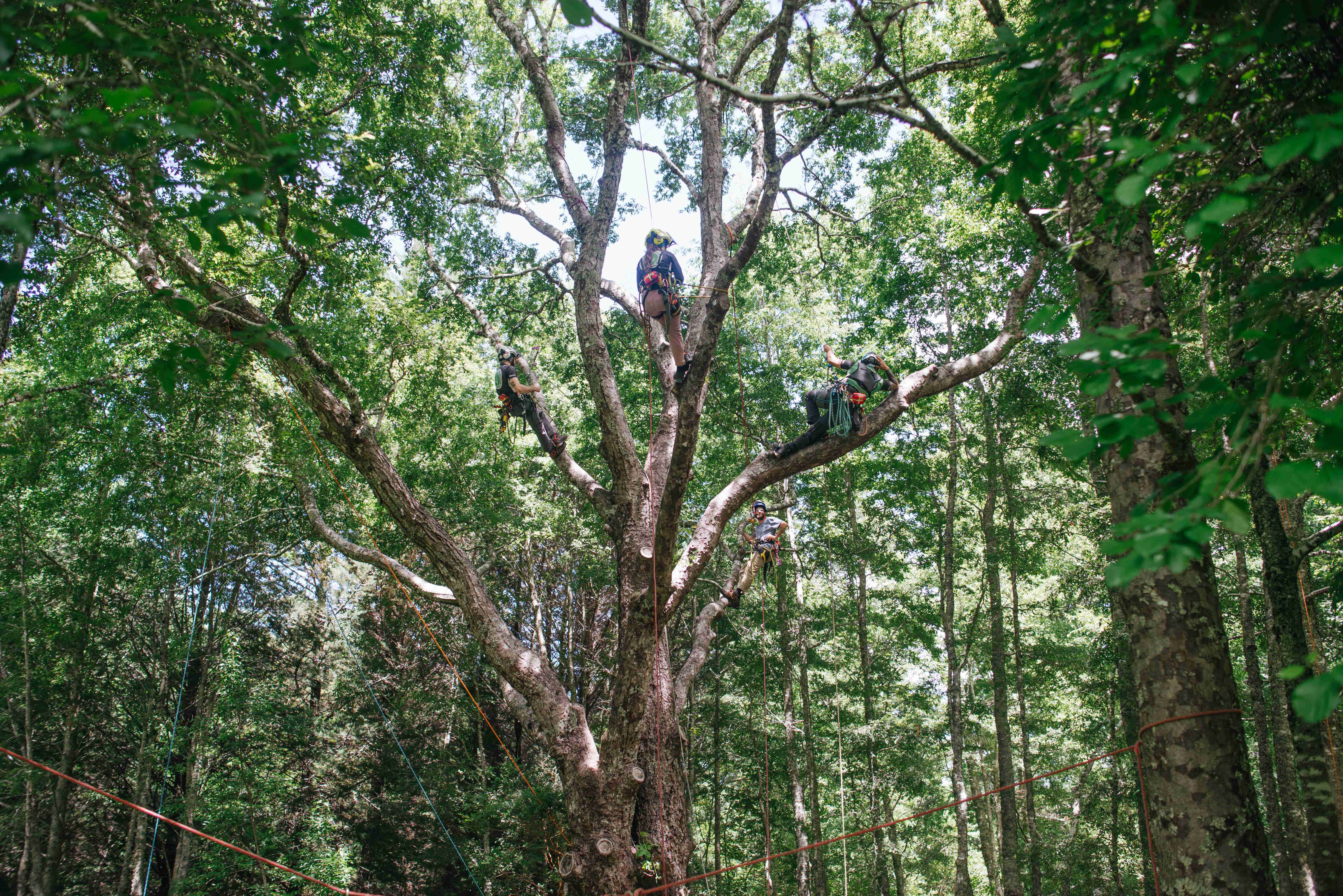 Equipo de arboristas certificados trabajando en la copa de un árbol con cuerdas y arneses
